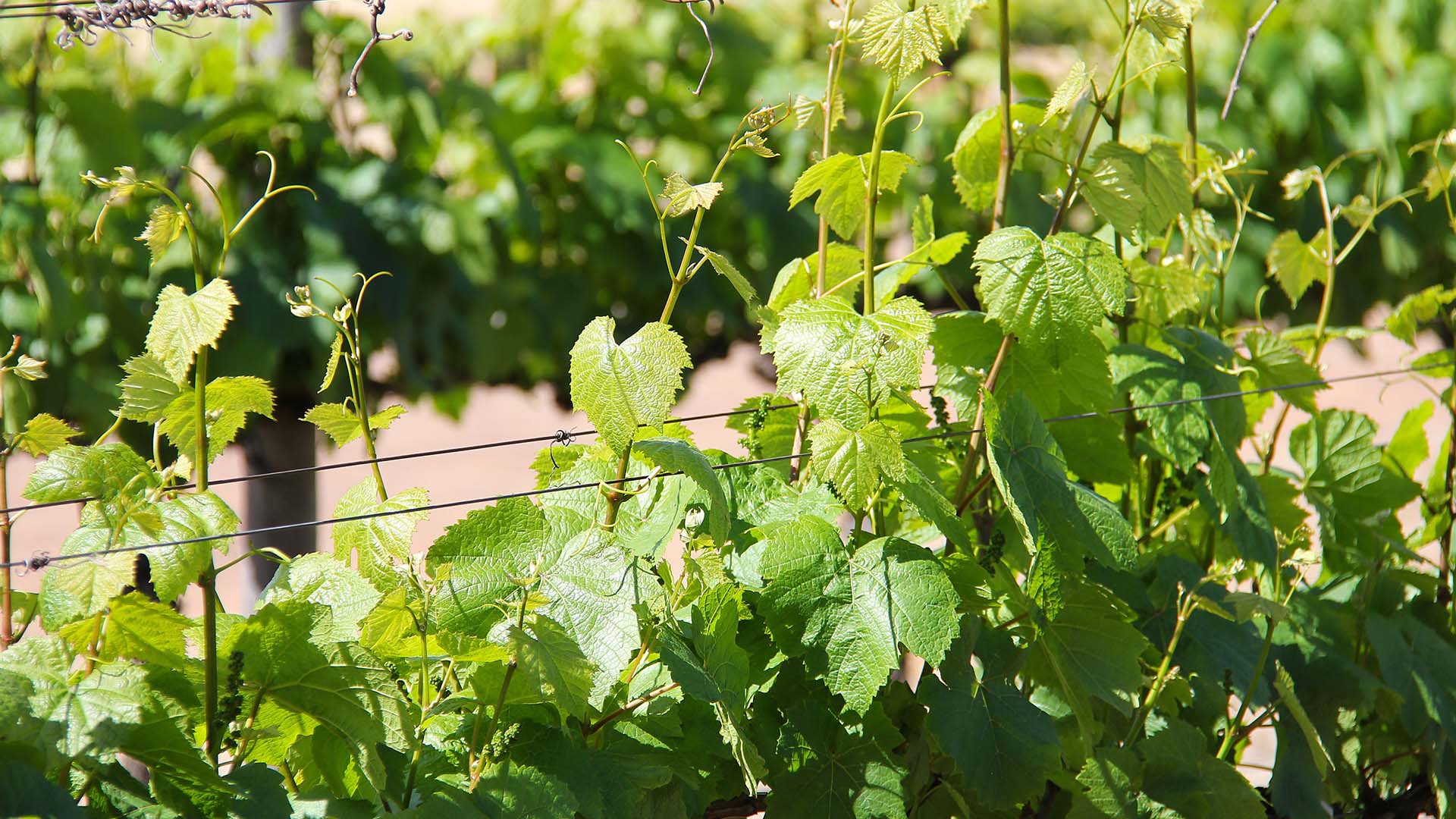 Wine tasting in Como around Italy