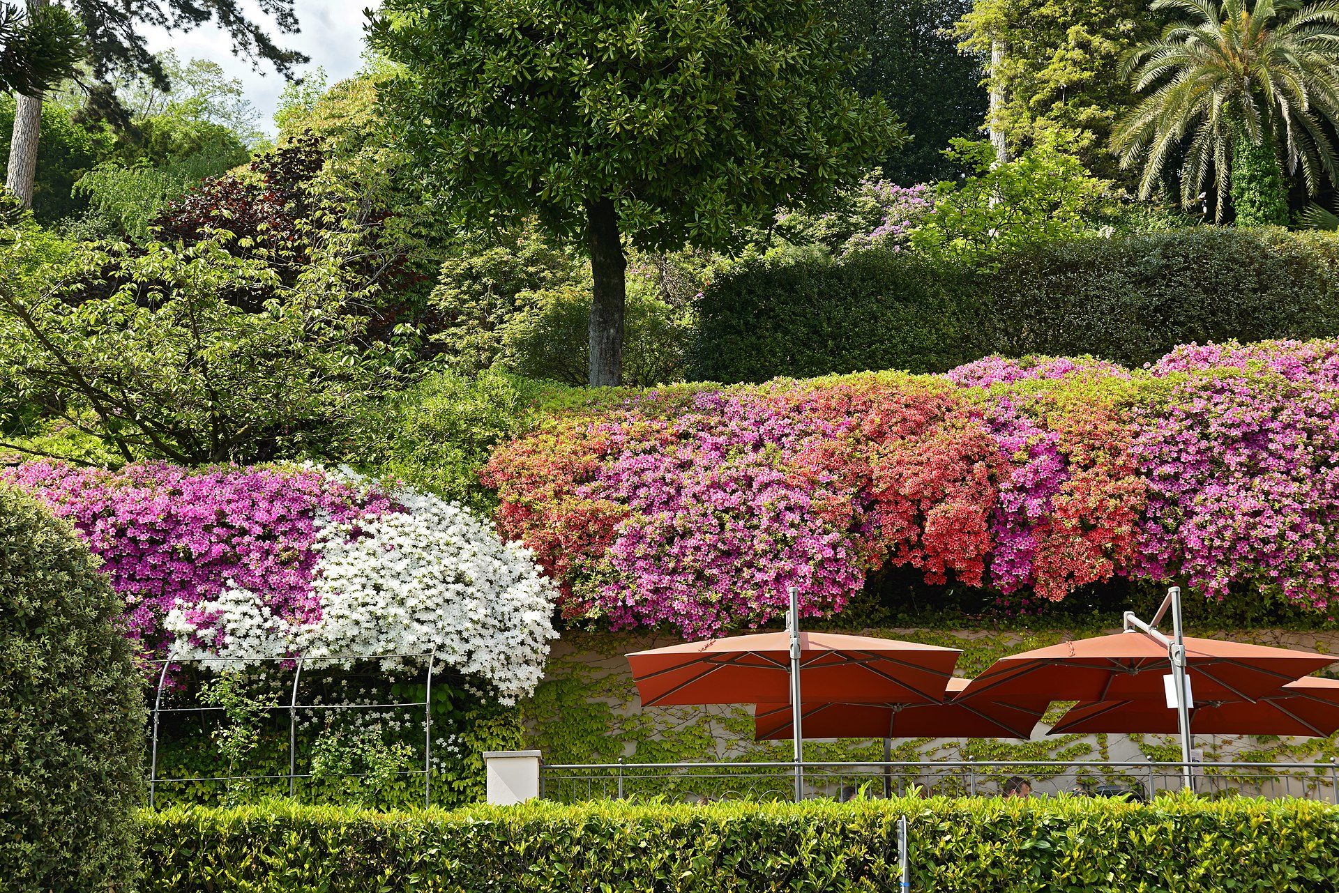 Azaleas in spring bloom in the gardens of Villa Carlotta, Lake Como
